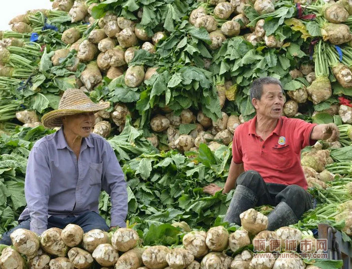 “大头菜”里说丰年。.jpg