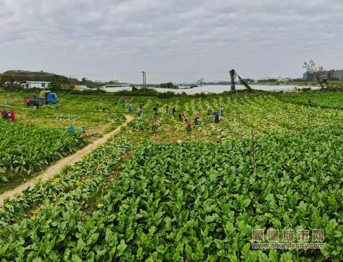 大头菜农田所在的鹅洋沙，与天湖社区矶头水闸隔水相望。.jpg