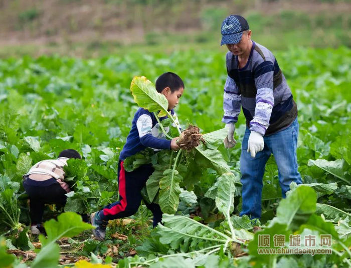 农户正在收割大头菜。.jpg