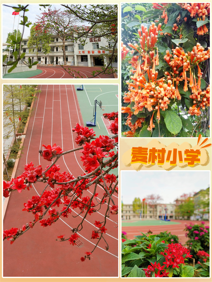 麦村小学.jpg