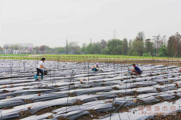 农民在耕地恢复地块为种下的红薯施肥。.png