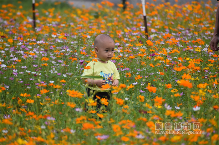 20230424 乌洲水闸 花 老牛5.jpg