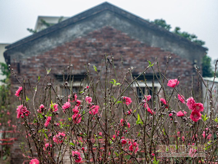 龙涌口桃花 依然沧海8_副本.jpg