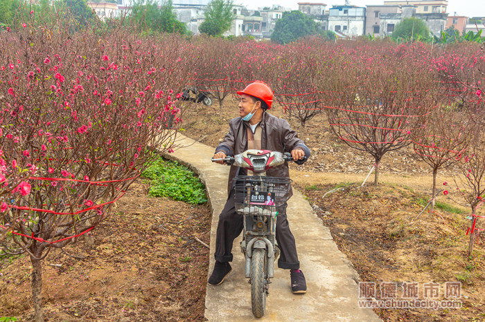 龙涌口桃花 依然沧海4_副本.jpg