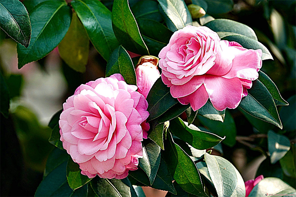 陈村花卉世界鲜花盛开