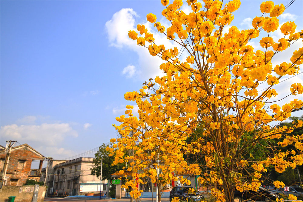 春来西马宁