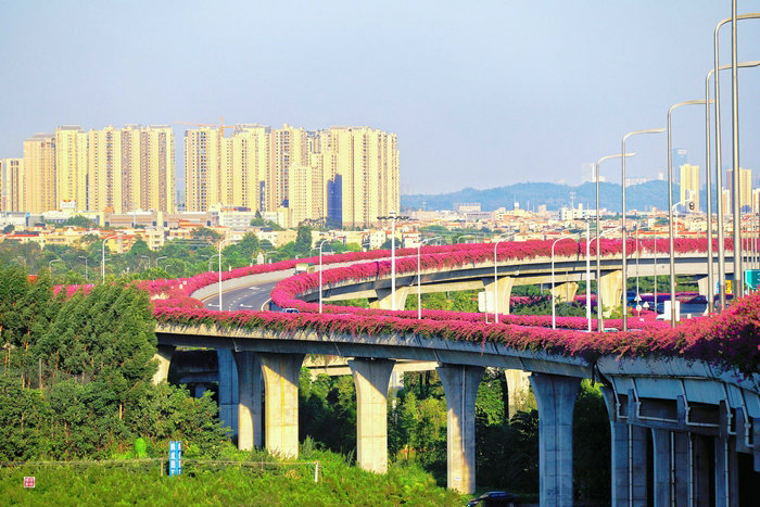 爱了爱了！顺德桥梁开出一条条“花路”