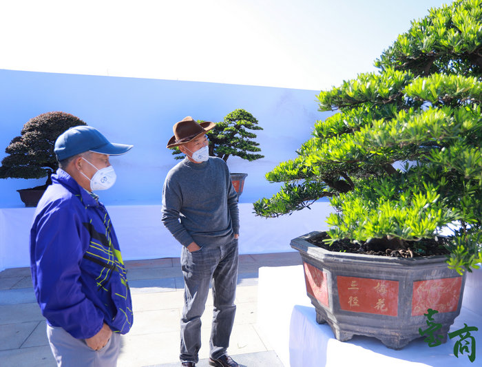 这个周末，到陈村花卉世界赏高端盆景、品台湾小吃啦！