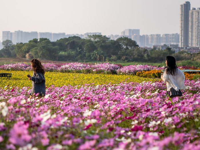 顺德陈村那片八瓣幸福花，你去了吗？