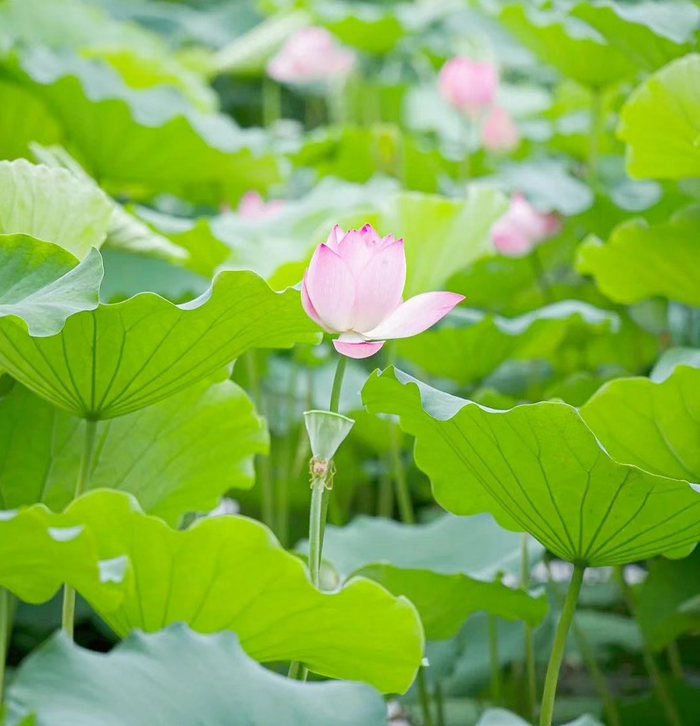 右眼新闻：热烈的夏日，荷香淬锋芒