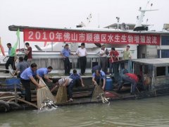 顺德区举行2010年水生生物增殖放流