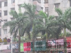 台风吴川登陆　顺德刮风下雨